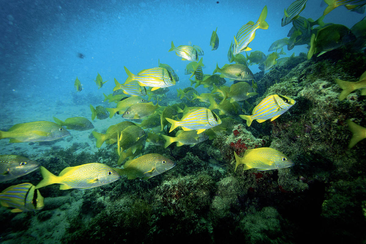 Cardume e recife no Parcel das Paredes, Abrolhos