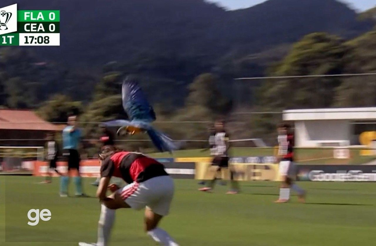 Arara voando sobre campo durante jogo sub-15