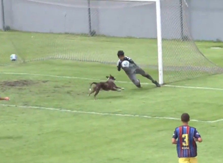 Cachorro no gramado durante jogo Sub-15