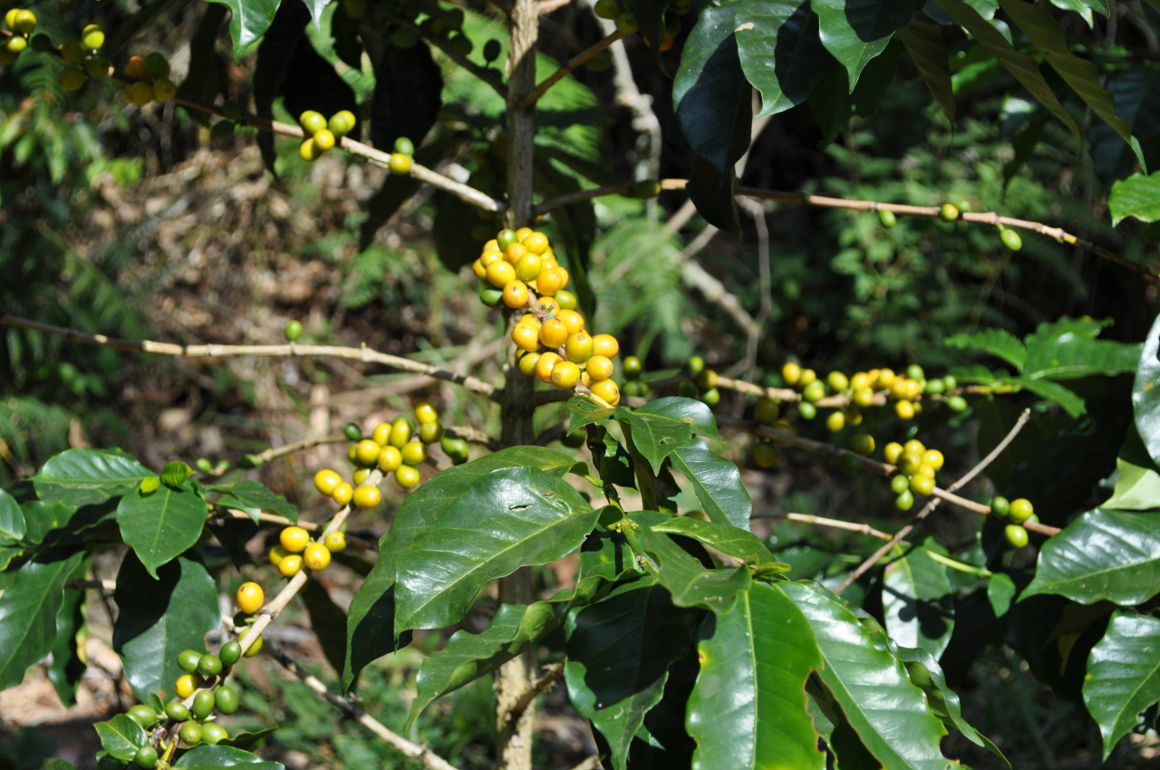 Produtos feitos com casca de café na SIC