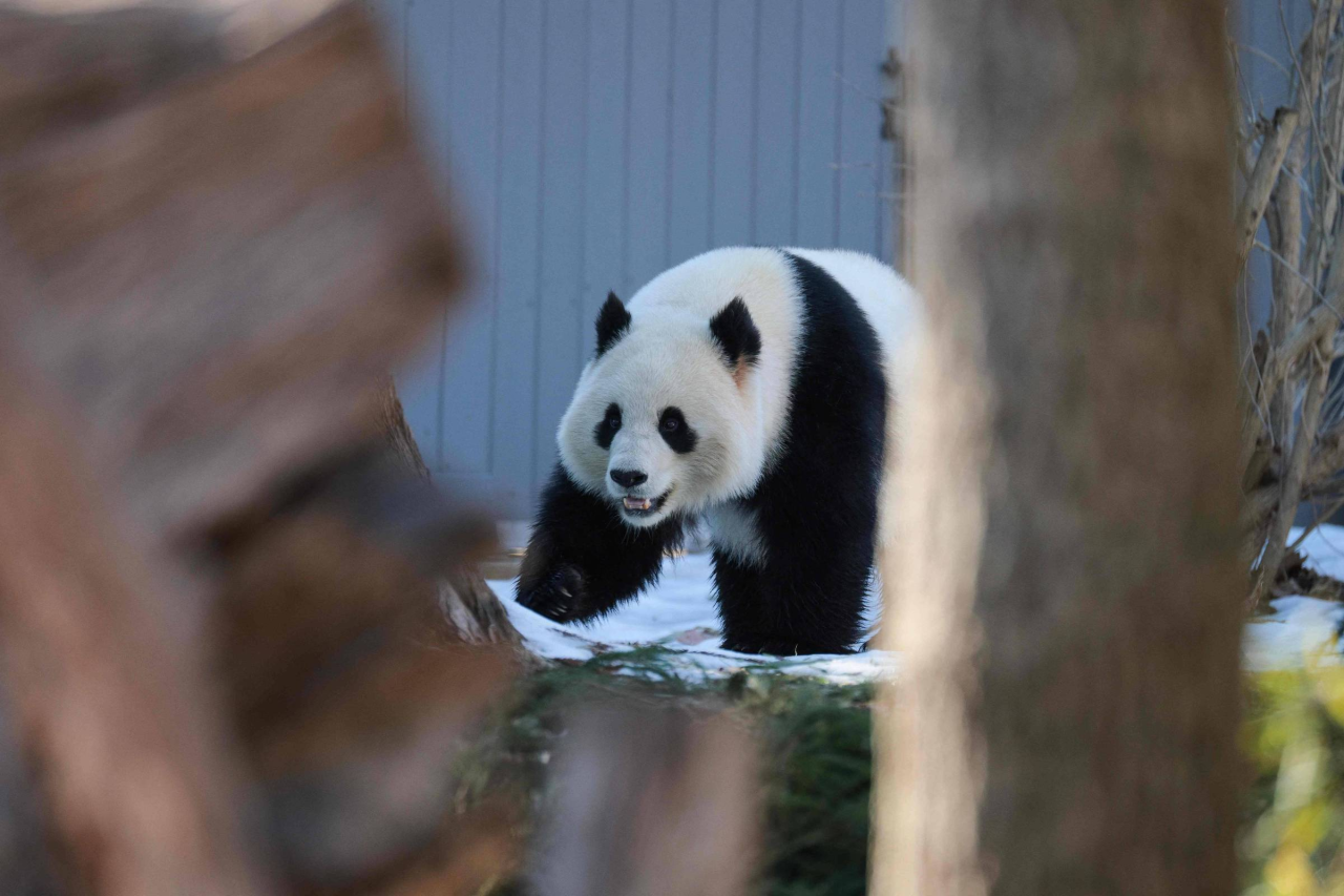 Dois pandas gigantes anunciados para envio ao Zoo Atlanta