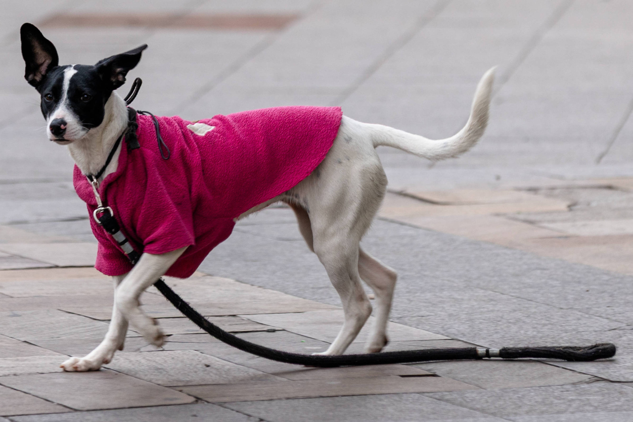 Animal de estimação entre casal em separação