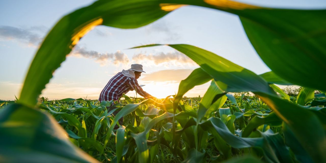 Produtor rural no campo com equipamento agrícola