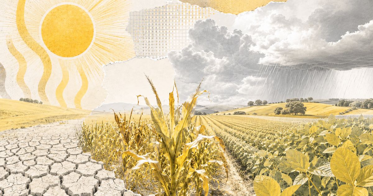Campo afetado por chuva intensa associada ao El Niño