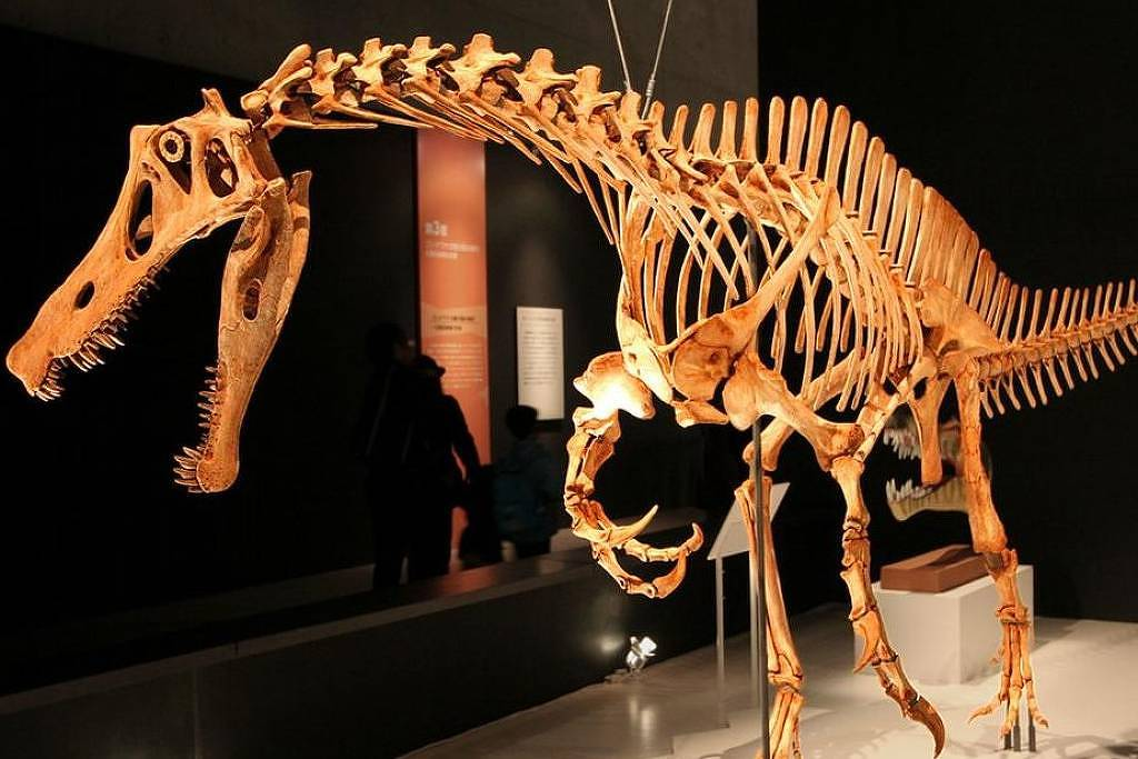 Crânio fossilizado do Irritator challengeri