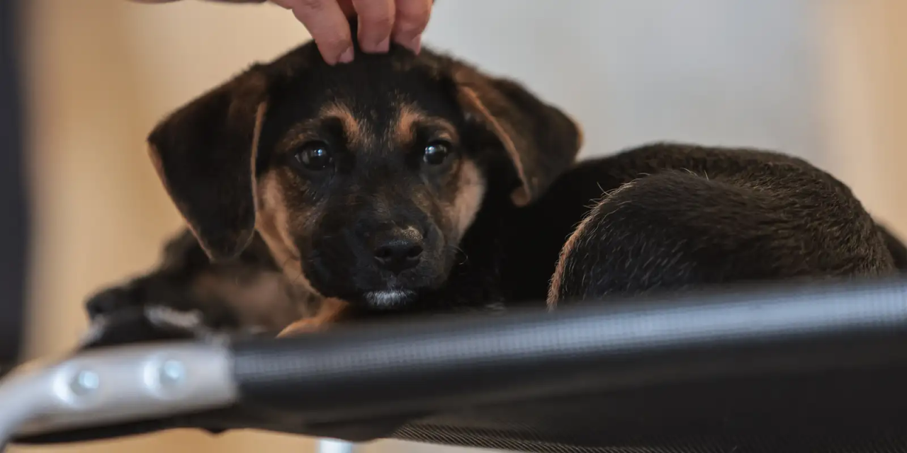 Casal e cachorro em sala de estar