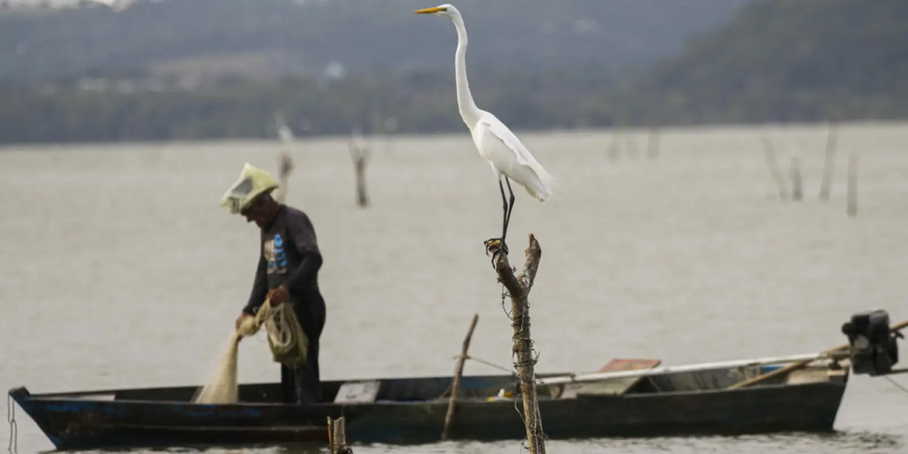 Pescador artesanal na margem do rio