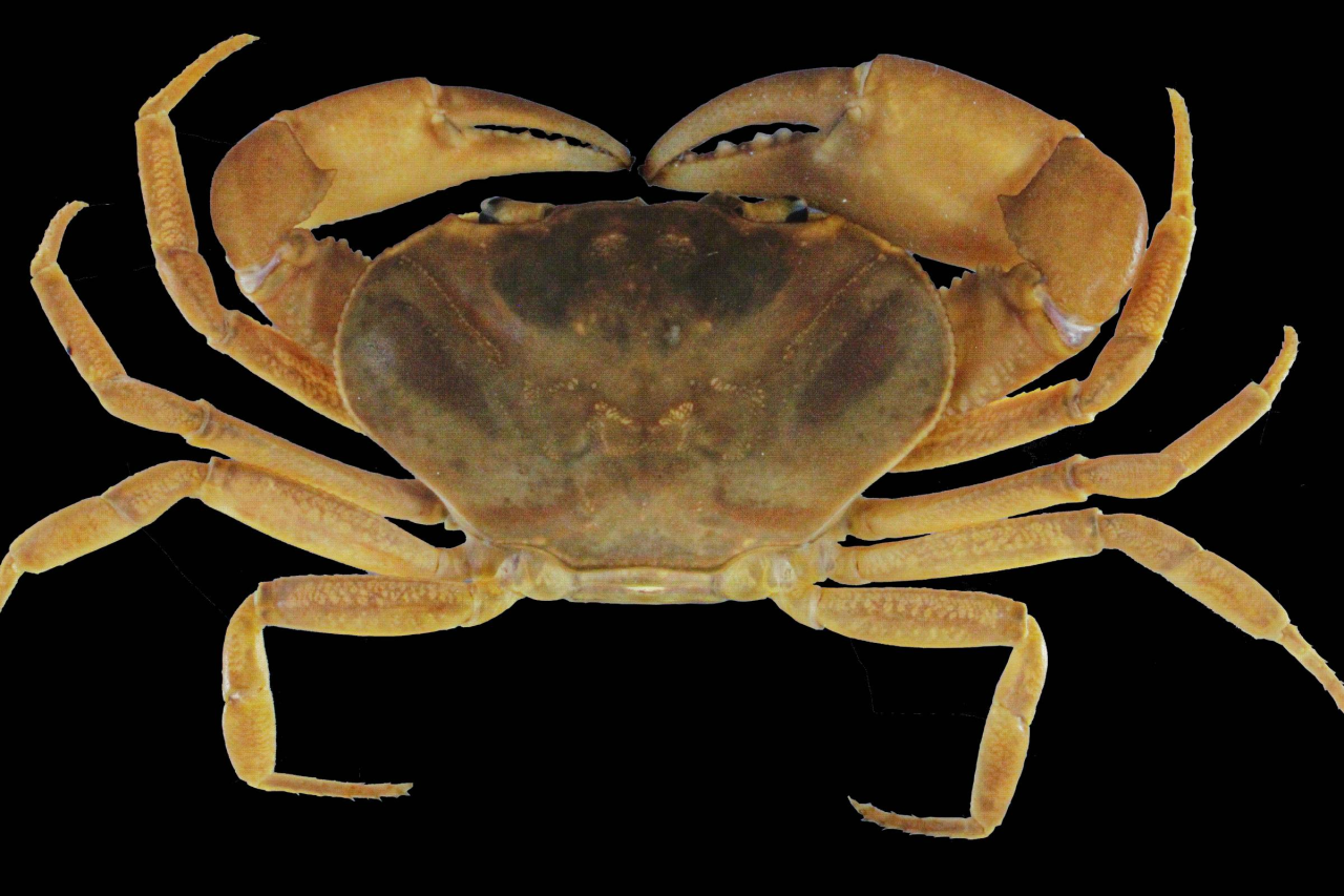 Okothelphusa trefauti em brejo de altitude