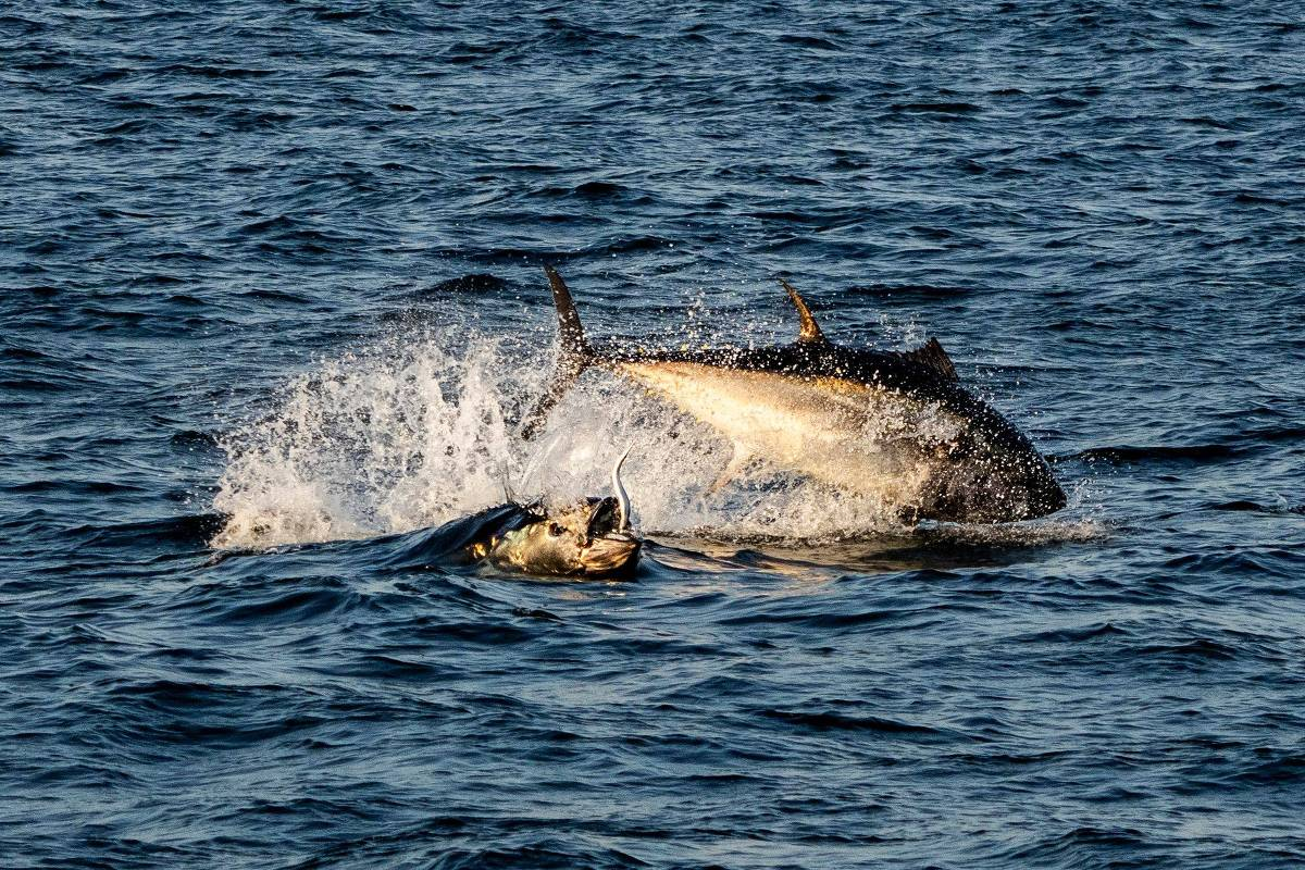 Atum nadando em mar aberto