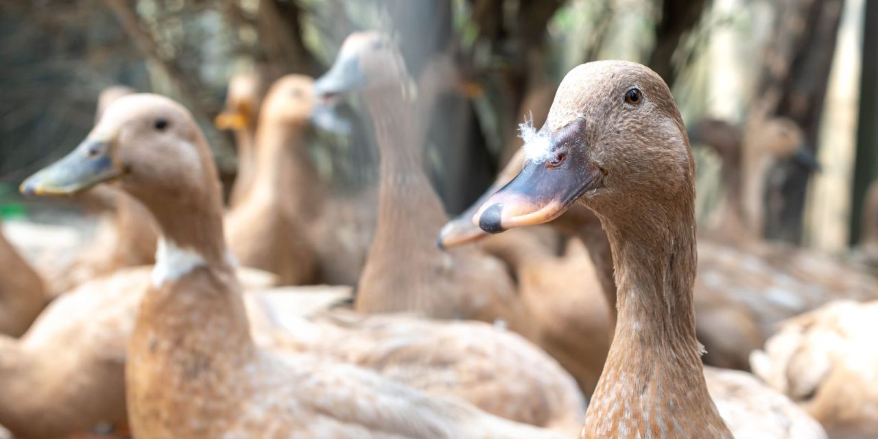 Prato de foie gras