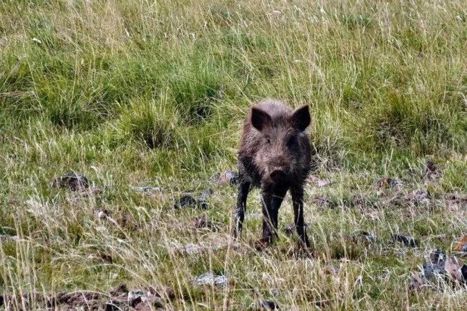 Javali em área rural próximo a lavoura