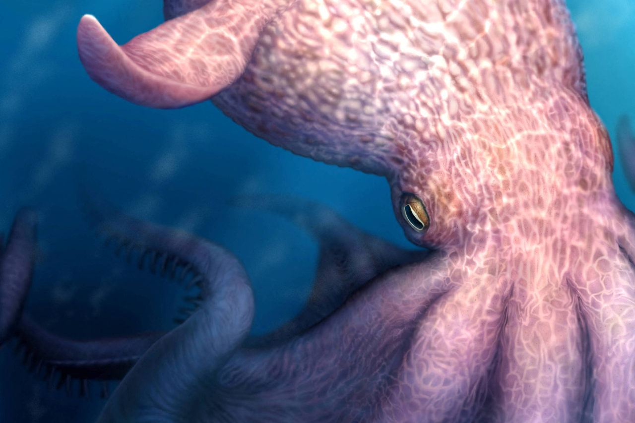 Bico fossilizado de cefalópode do Cretáceo