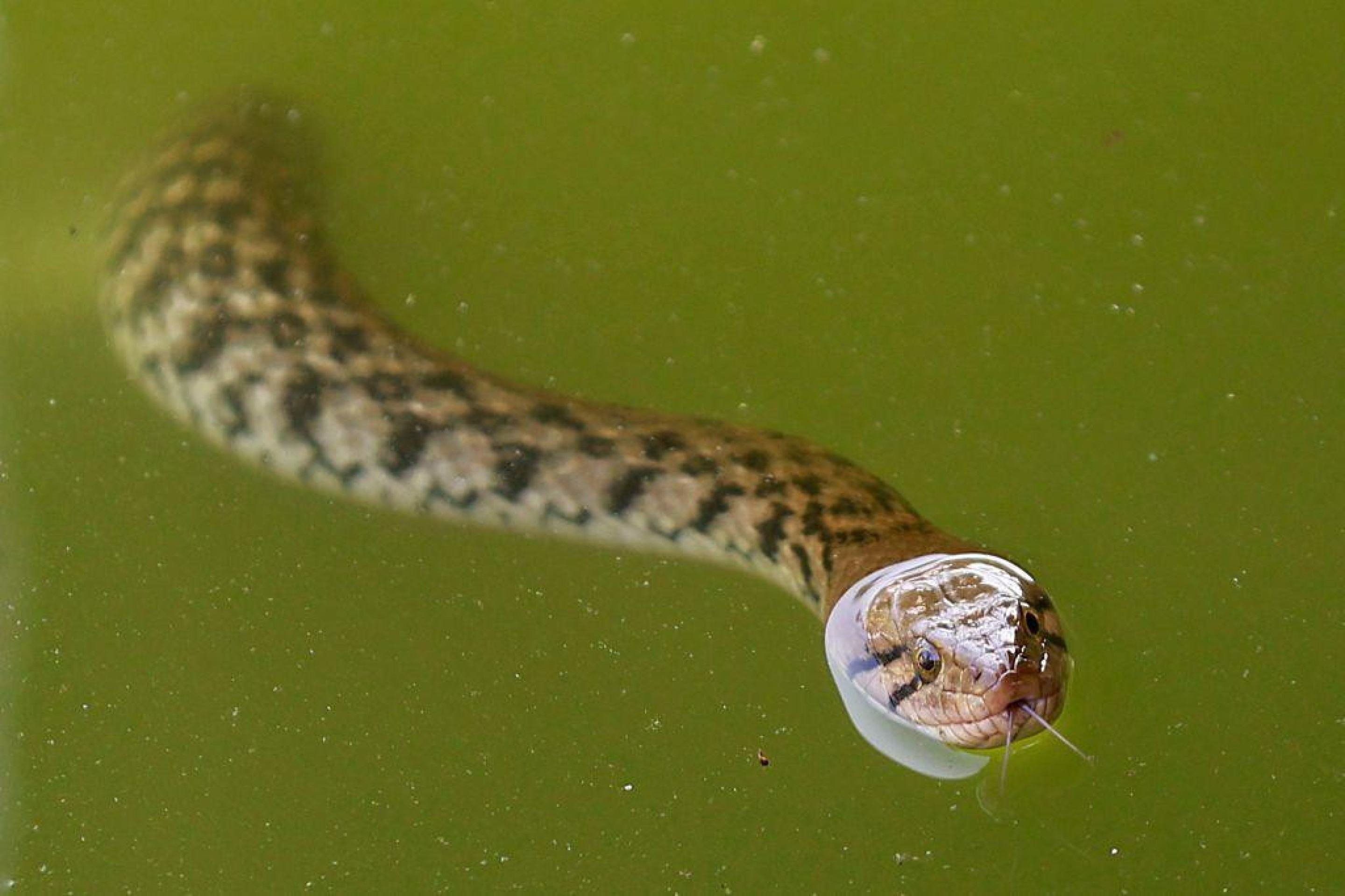 Biólogo segurando serpente em ambiente de centro de reabilitação