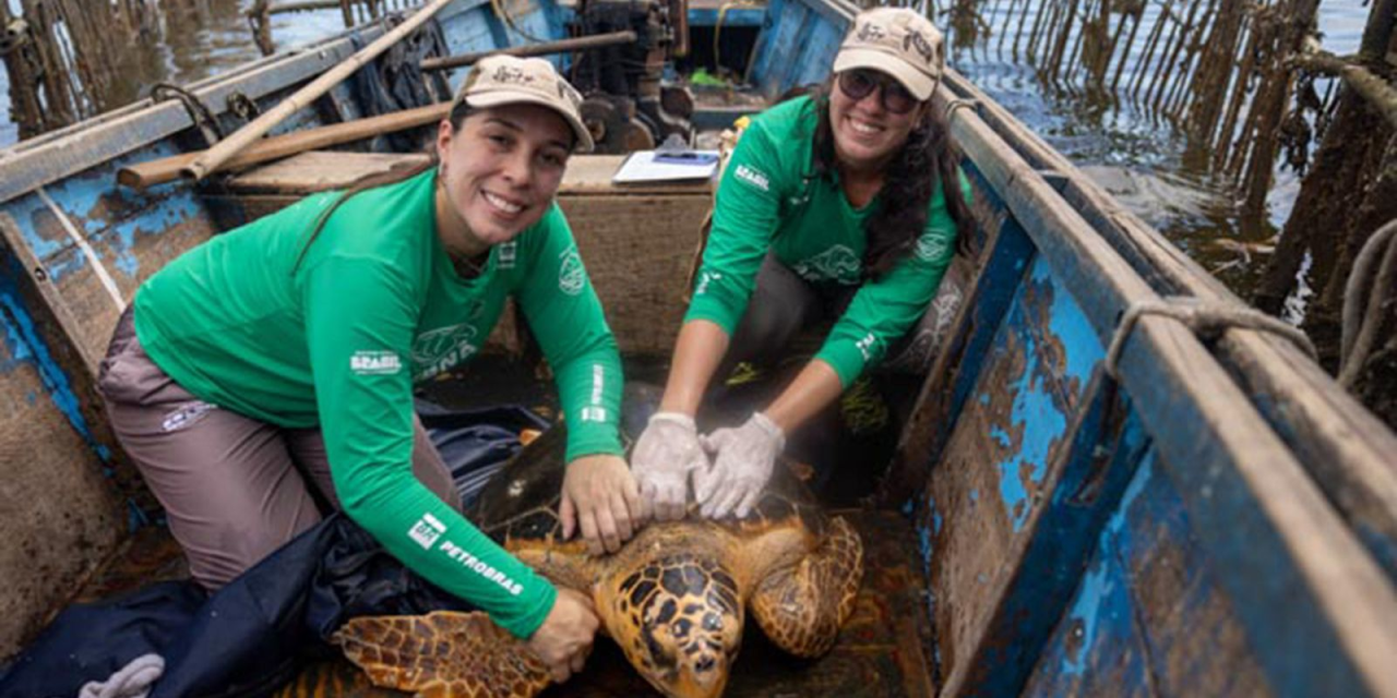 Biólogas com tartarugas-cabeçudas em marcação
