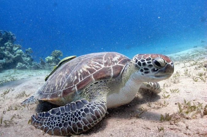 Plenário do Senado Federal durante sessão solene sobre os oceanos