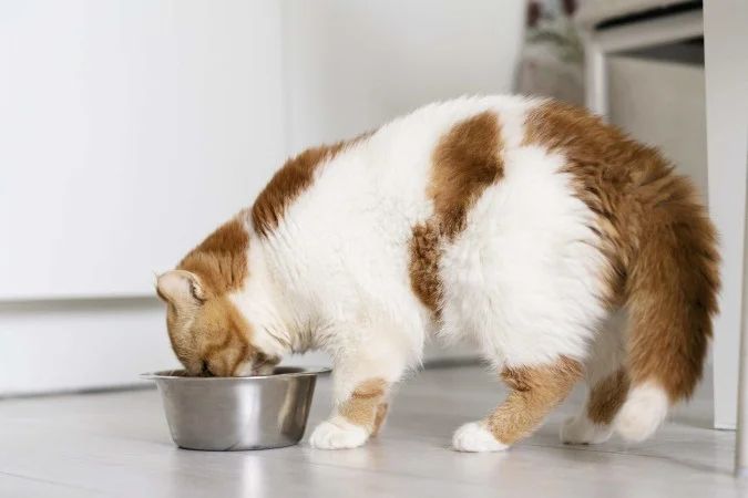 Sessão temática no Senado sobre estatuto de cães e gatos