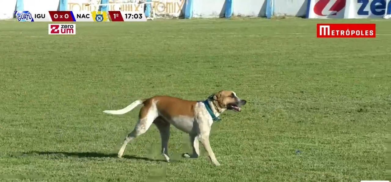 Cachorro Zé Roberto caminha no gramado durante jogo no Morenão