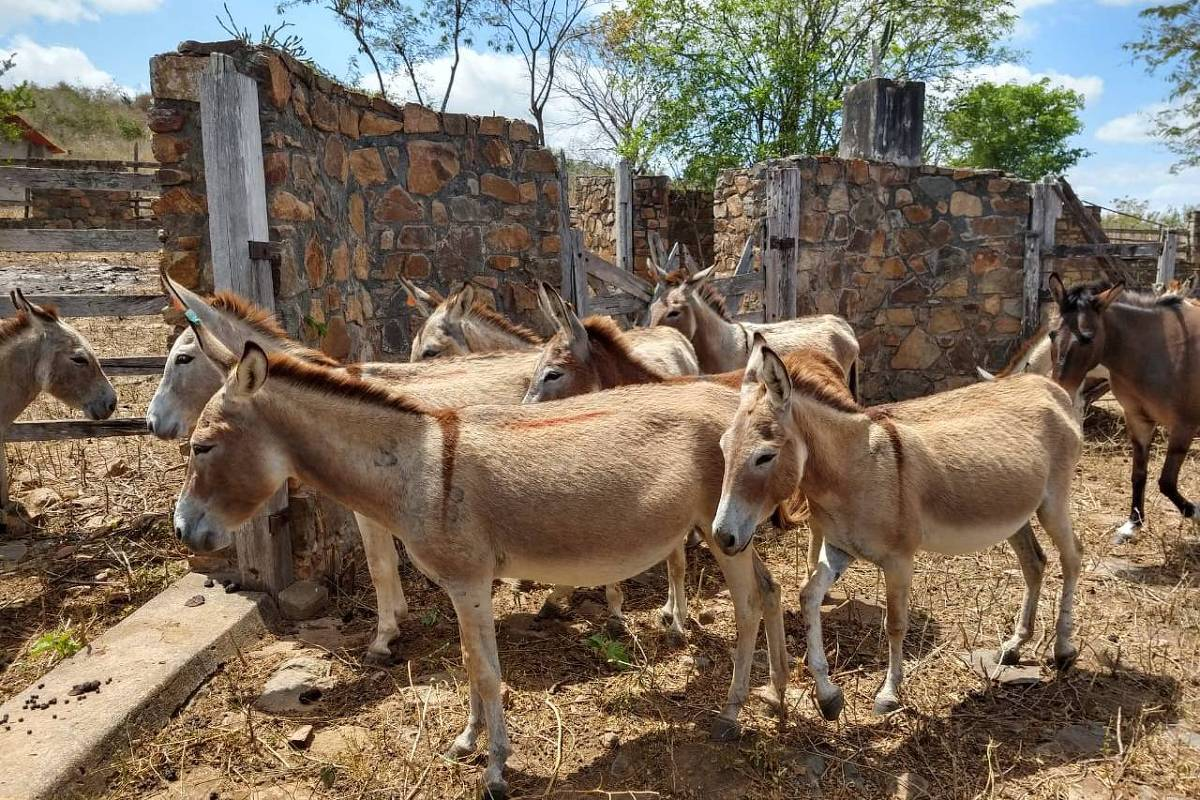jumento em transporte confinado