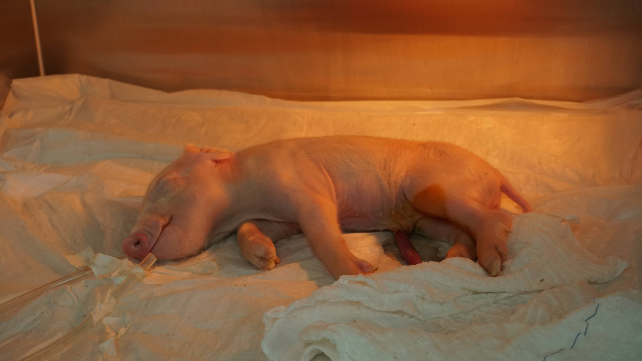 Leitão suíno clonado em fazenda